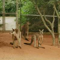 Animal Park 