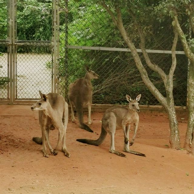 Animal Park 