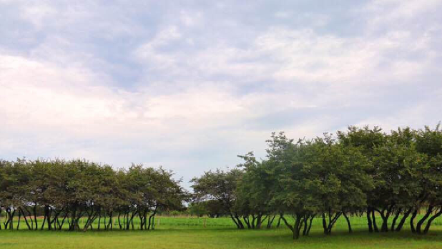 Xinglongshan Yellow Elm Scenic Spot