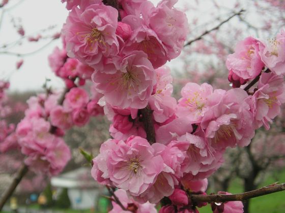 平岡公園