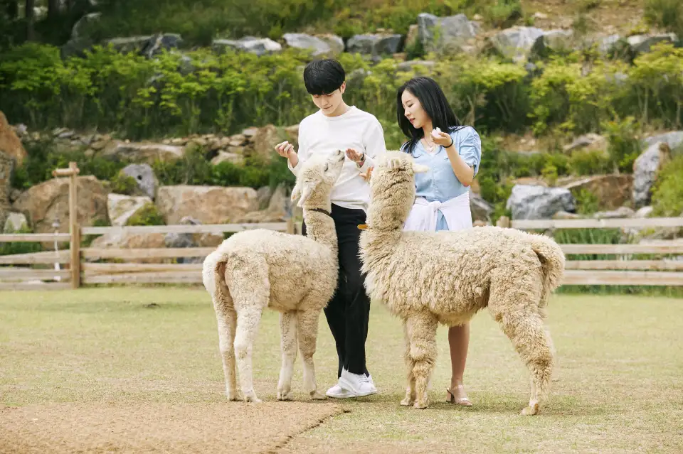 2_Alpaca World
