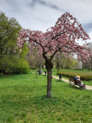 Park im. Szarych Szeregów