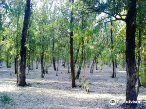 Bouskoura forest.