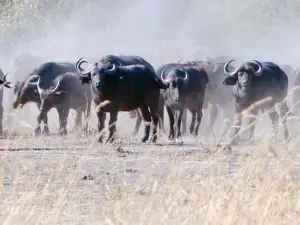 African Safari Wildlife Park
