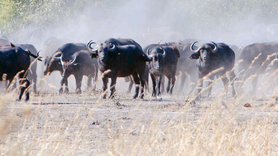 African Safari Wildlife Park