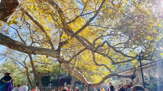 İnkaya Historical Plane Tree