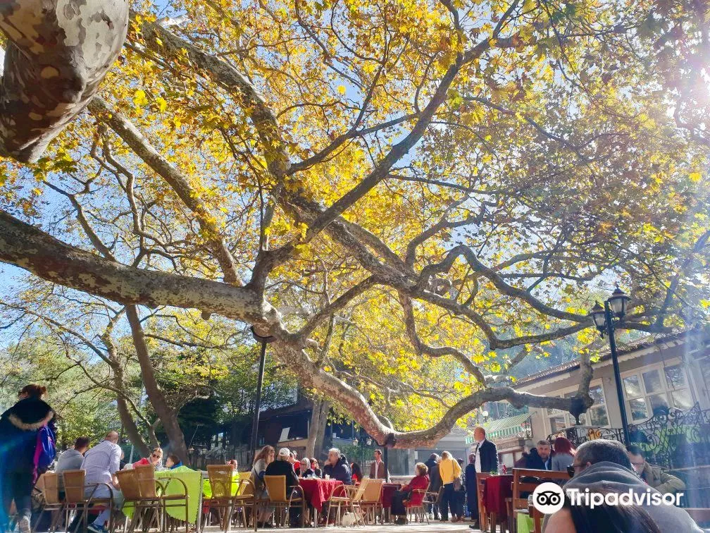 4_布爾薩英卡亞古樹