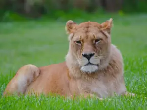 Blair Drummond Safari and Adventure Park