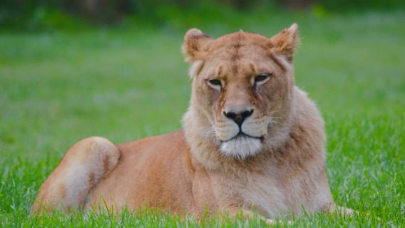 Blair Drummond Safari Park