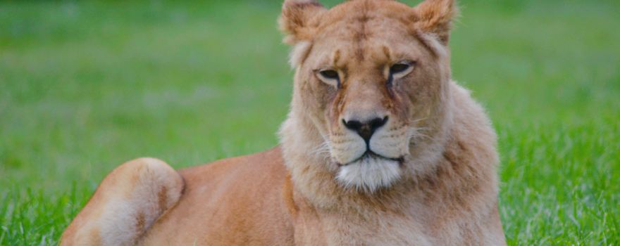 Blair Drummond Safari and Adventure Park