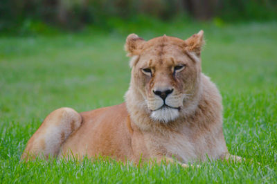 Blair Drummond Safari Park