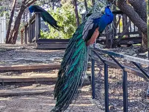 Austin Zoo