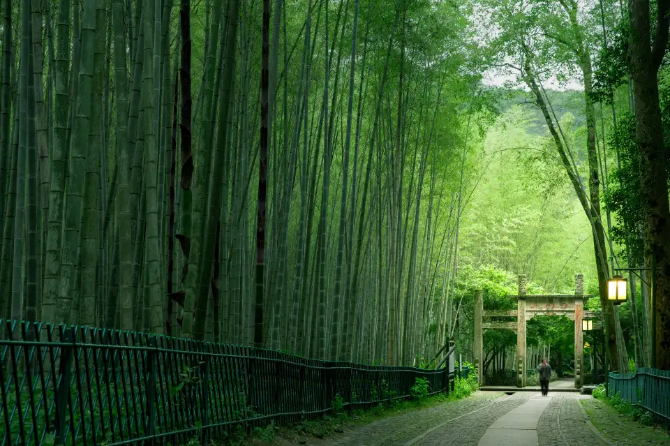 3_Bamboo-Lined Path at Yunqi