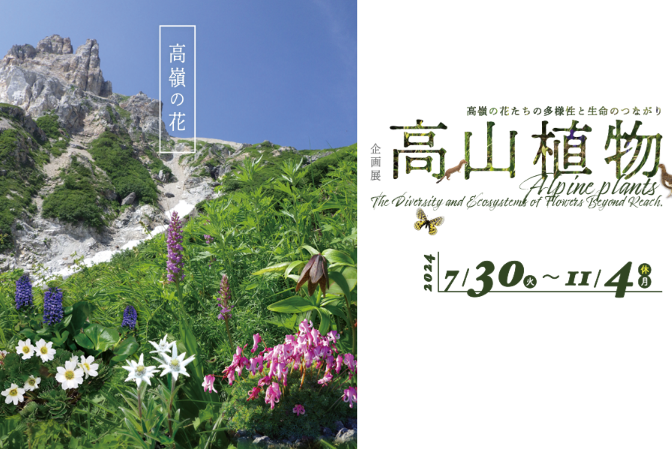 【日本東京】《高山植物》企畫展 | 國立科學博物館