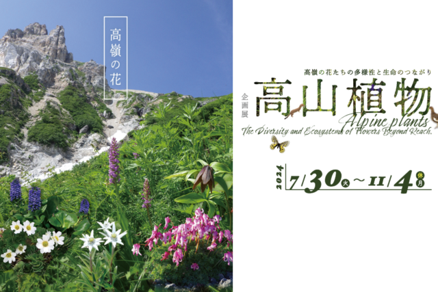 【日本東京】《高山植物》企畫展 | 國立科學博物館