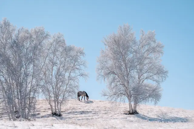 Rime Ice Viewing in Inner Mongolia