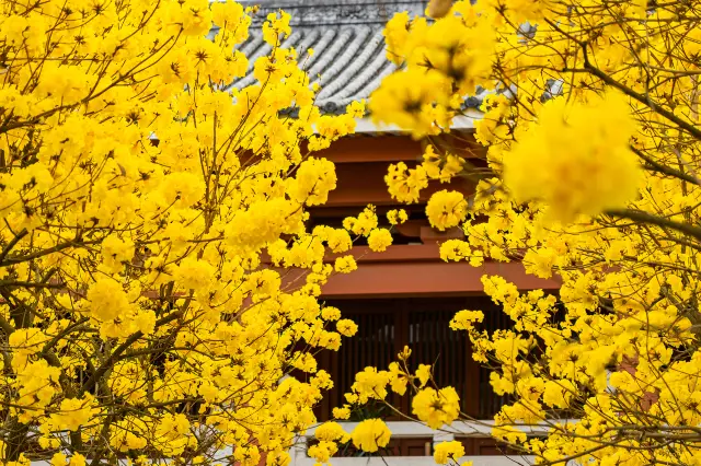 Tabebuia Chrysotricha Viewing in Guangzhou