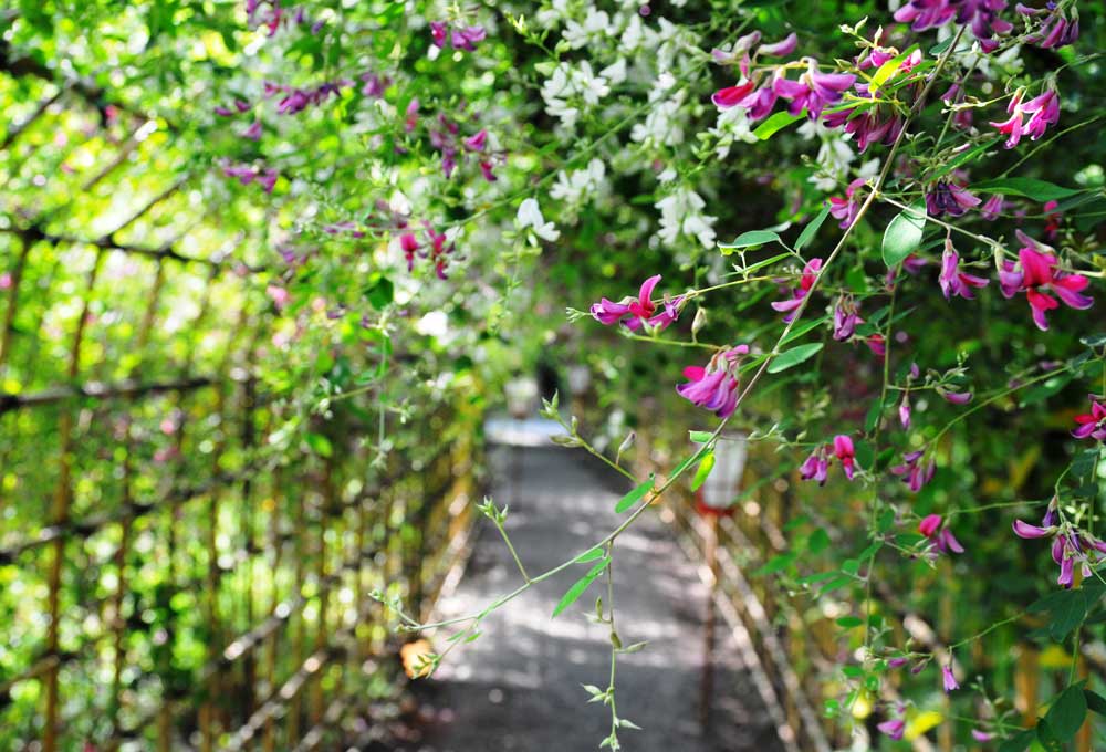 毛越寺萩まつり | 平泉町