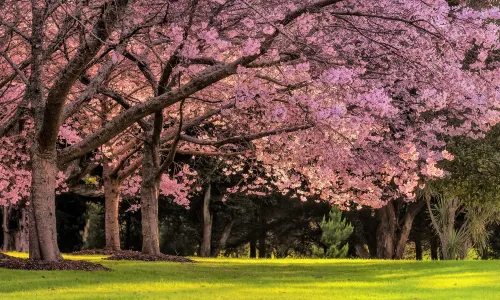Cornwall Park