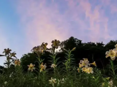 กิจกรรมในฤดูใบไม้ผลิ10ยอดนิยมในซานหมิง