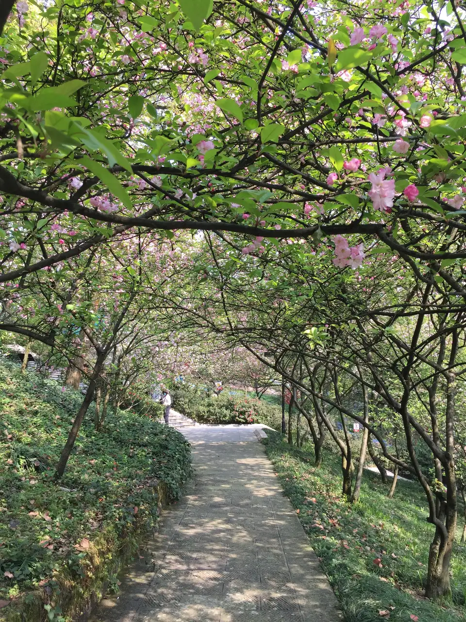 3_重慶南山植物園