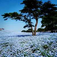 国営ひたち海浜公園のネモフィラ
