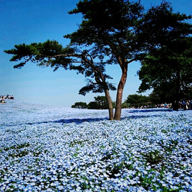 国営ひたち海浜公園のネモフィラ