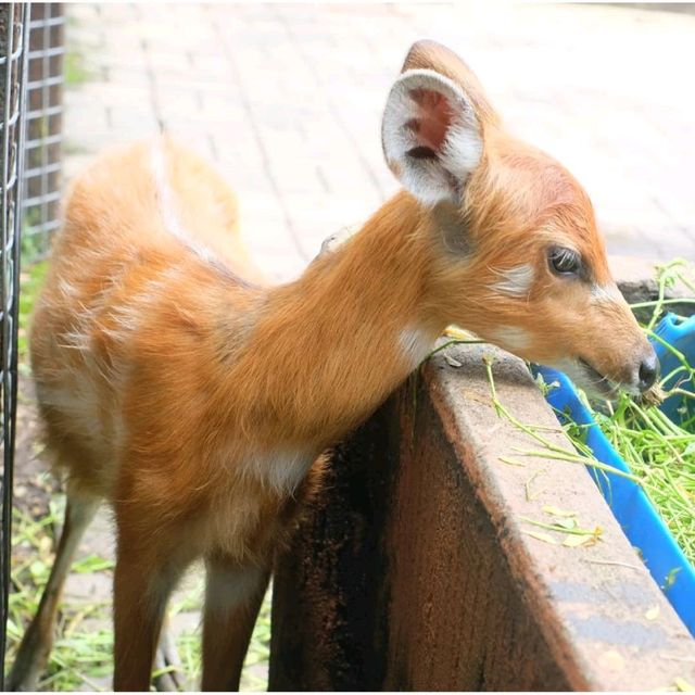 Surabaya's Zoo