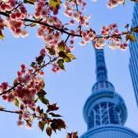 東京スカイツリーの桜並木
