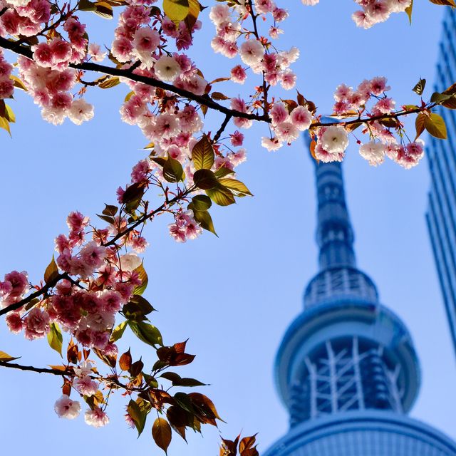 東京スカイツリーの桜並木