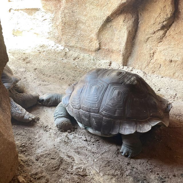 【 帶你探訪海洋公園非洲動物新星 】