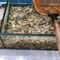 Shenhai Fishing Port User Photo
