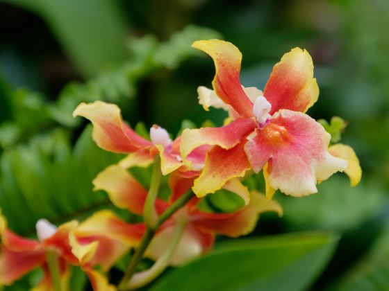 漳州东南花都