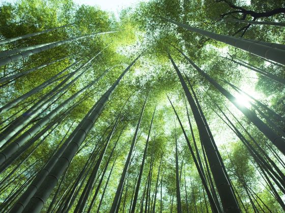 Anji Bamboo Expo Park