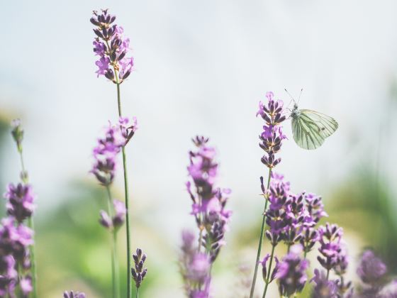 Changzhou Lavender Manor