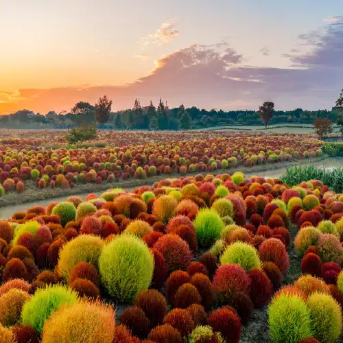 Huakai Haishang Ecological Park