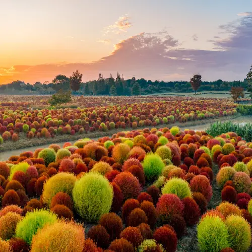 Huakai Haishang Ecological Park