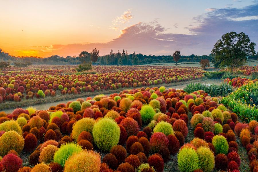 花開海上生態園