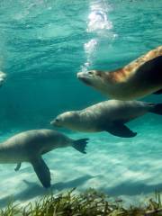 Kangaroo Island Ocean Safari