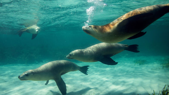 Kangaroo Island Ocean Safari