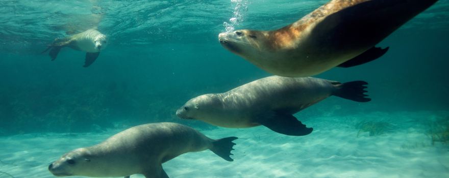 Kangaroo Island Ocean Safari
