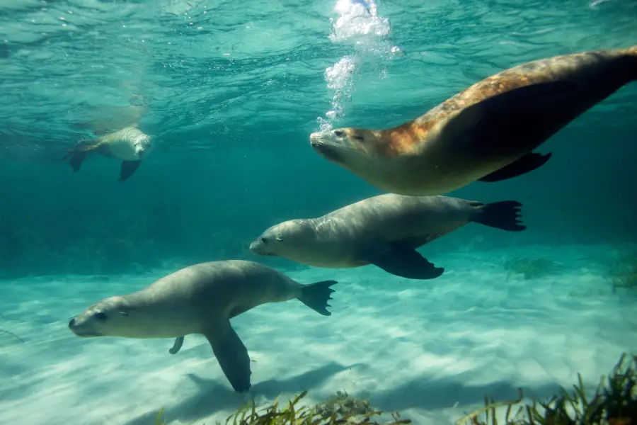 Kangaroo Island Ocean Safari