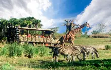 Disney's Animal Kingdom Theme Park