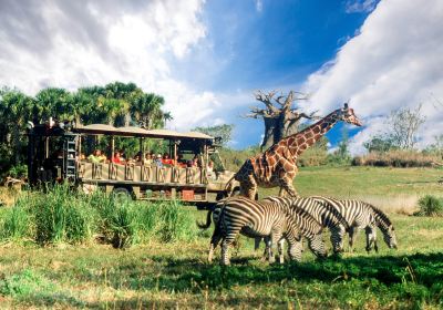 Disney's Animal Kingdom Theme Park