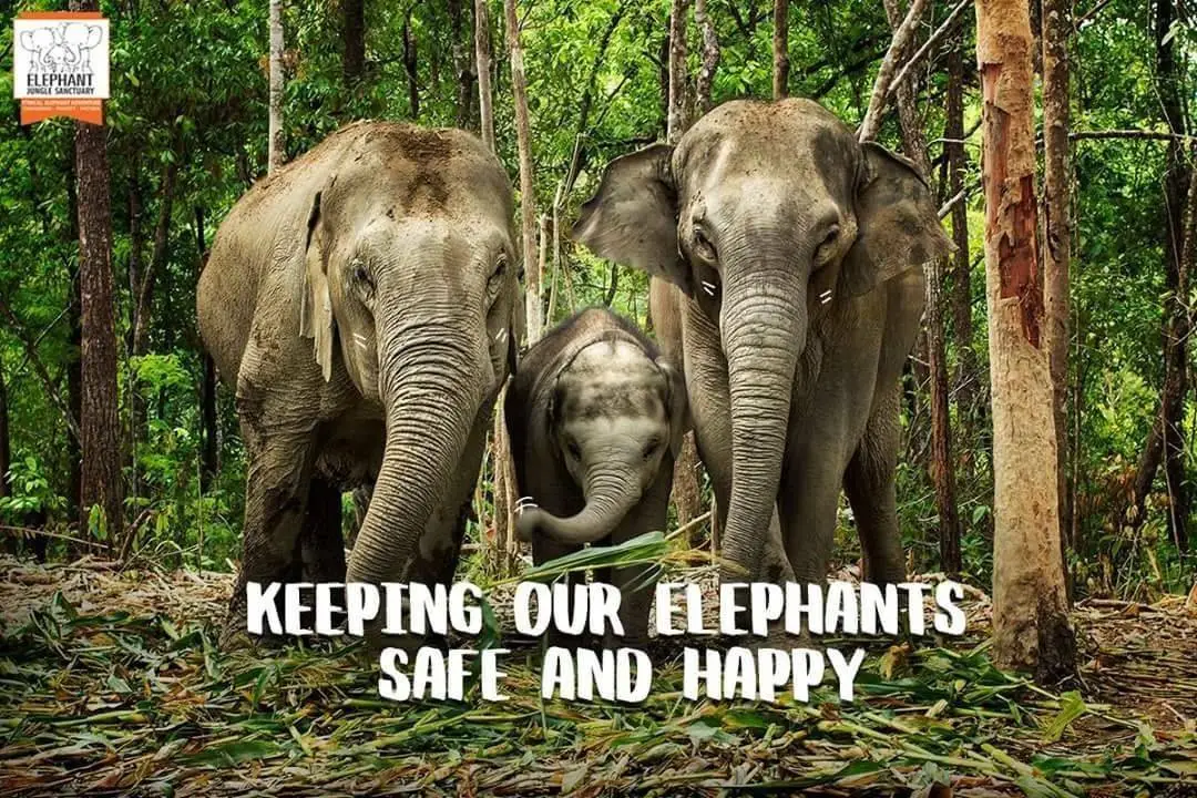 Elephant Jungle Sanctuary Samui