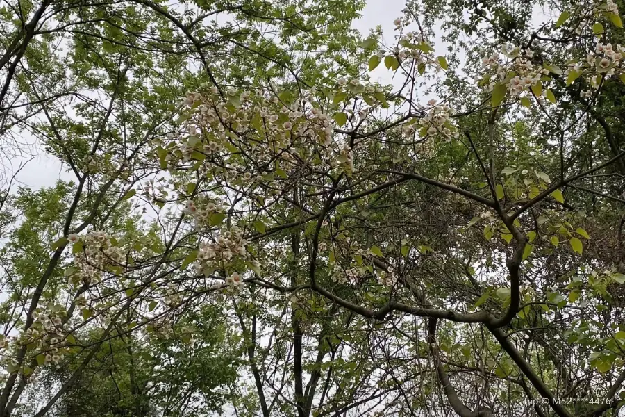 龍椅山植物園