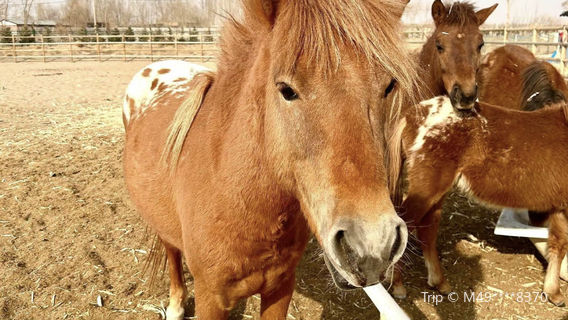ying xiang nong chang · wu yuan te se yang zhi ke pu yuan