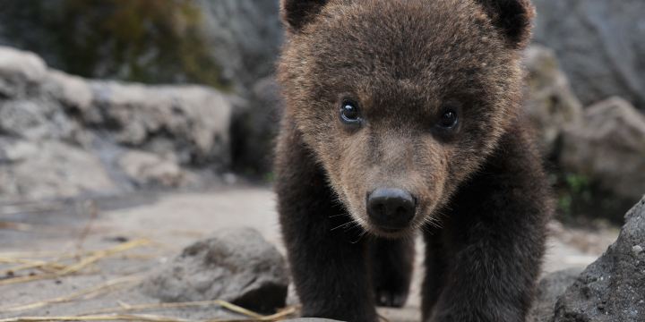 Noboribetsu Bear Park