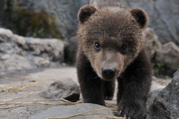 Noboribetsu Bear Park