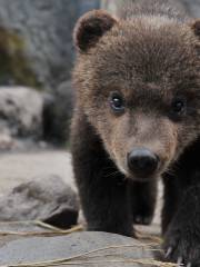 のぼりべつクマ牧場